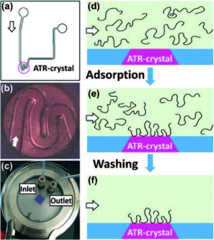  Microfluidic Studies of Polymer Absorption in Flow