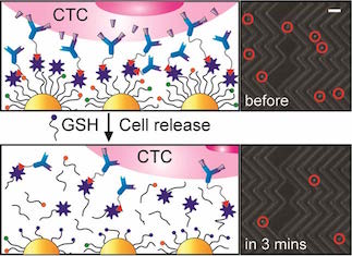 Enhanced Isolation and Release of Circulating Tumor Cells