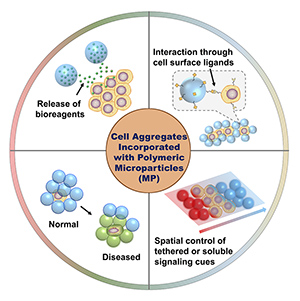  Engineering Cell Aggregates through Incorporated Polymeric Microparticles.