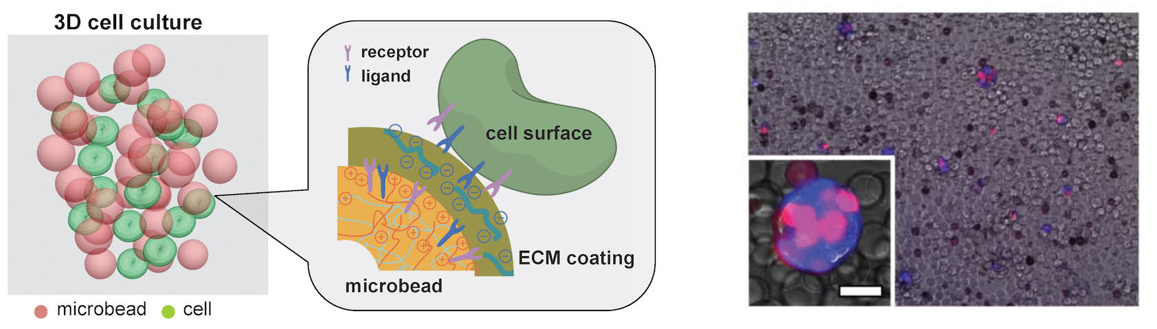  Biomimetic 3D cell microenvironment