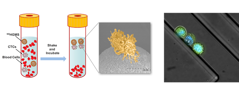 Capture and release of circulating tumor cells (CTCs) using biodegradable nanofilms