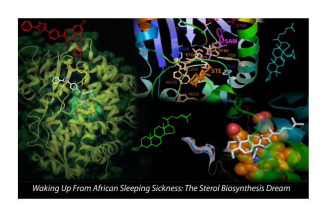Sterol Biosynthesis Dream