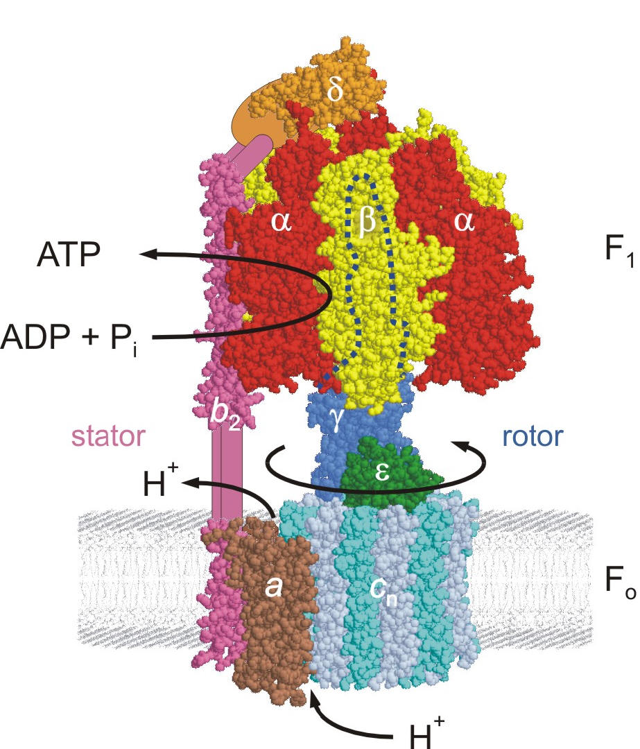 ATP synthase in molecular