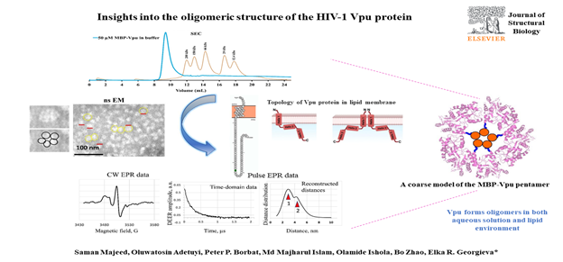 Insights into the oligomeric structure of the HIV-1 Vpu protein