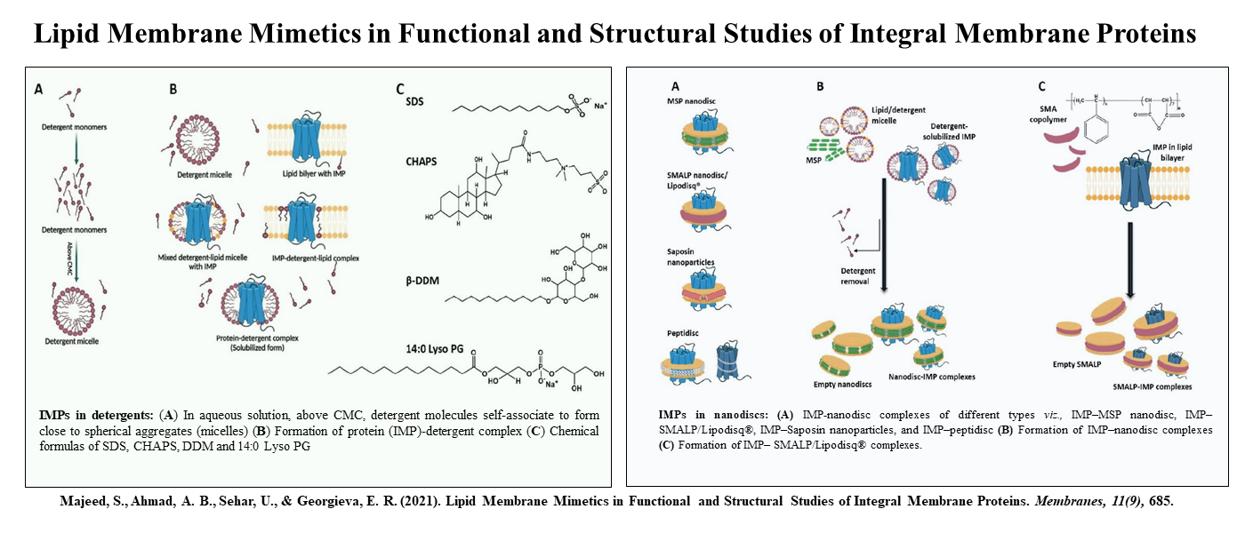 Lipid Membrane Mimetics in Functional and Structural Studies of Integral Membrane Proteins