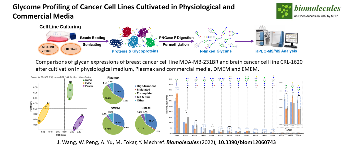 Glycome Profiling of Cancer Cell Lines Cultivated in Physiological and Commercial Media