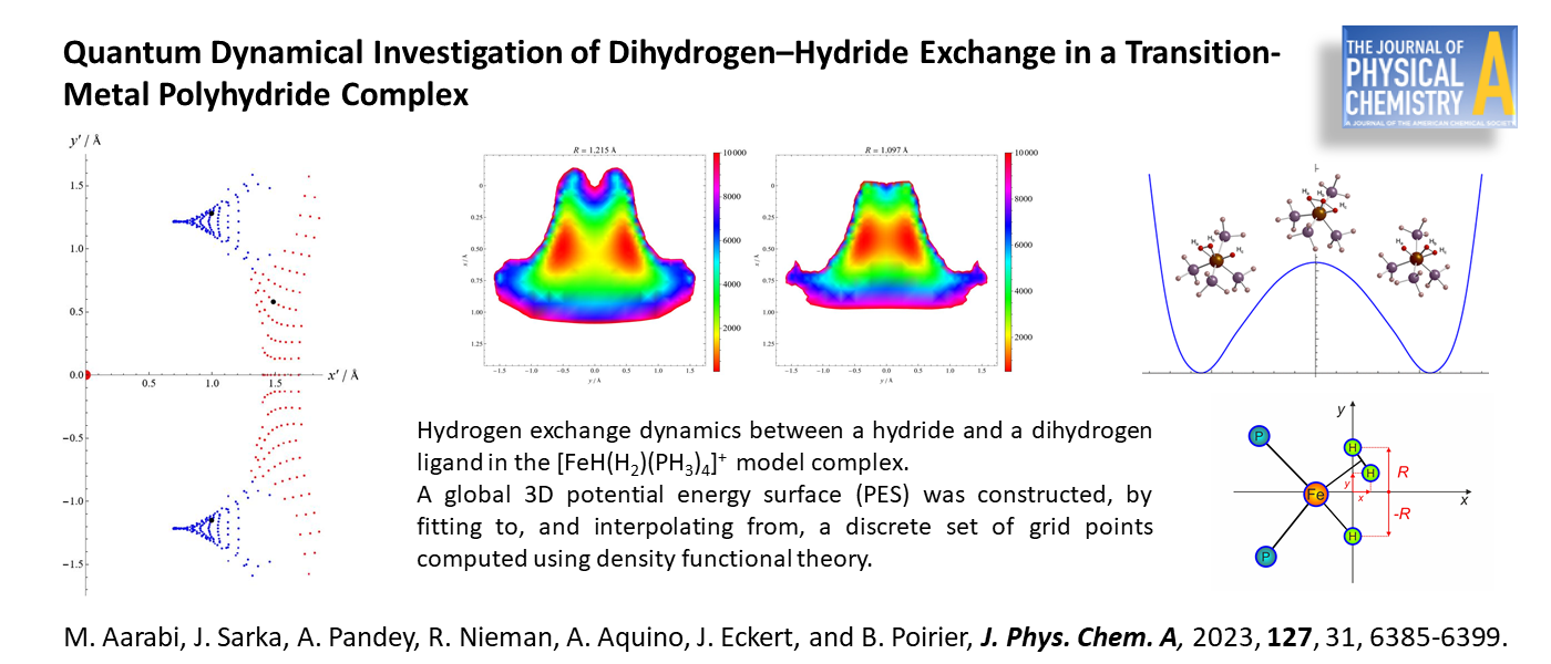 Quantum Dynamical Investigation of Dihydrogen-hydride Exchange in a Transition Metal Polyhydride Complex
