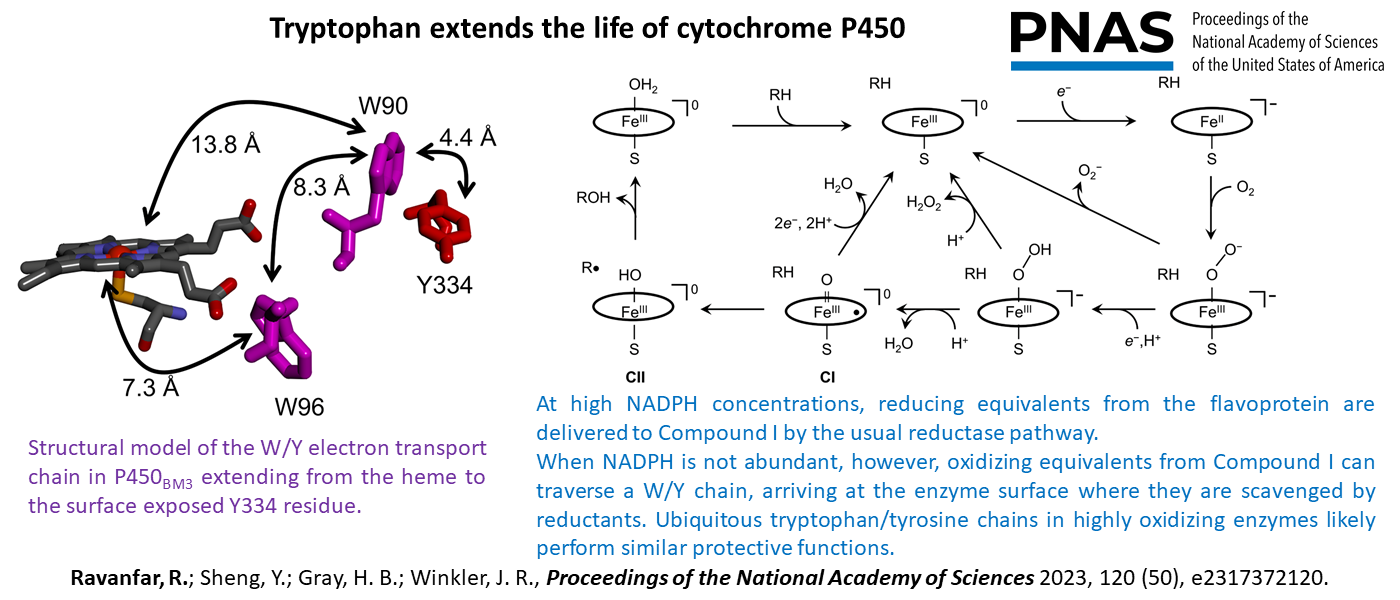 Tryptophan extends the life of cytochrome P450
