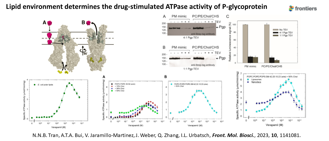 Lipid environment determines the drug-stimulated ATPase activity of P-glycoprotein
