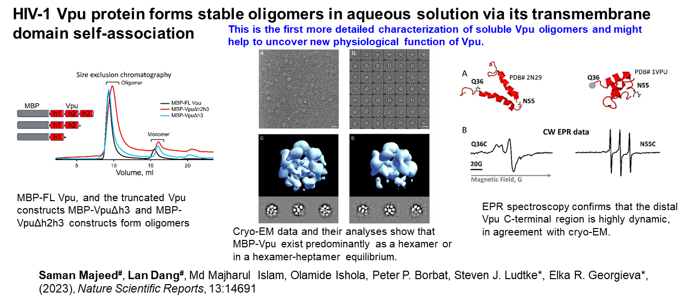 HIV-1 Vpu protein forms stable oligomers in aqueous solution via its transmembrane domain self-association
