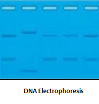 dnaelectro