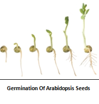 germination