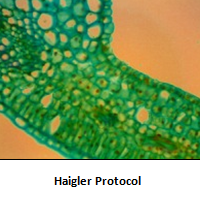 haiglerprot