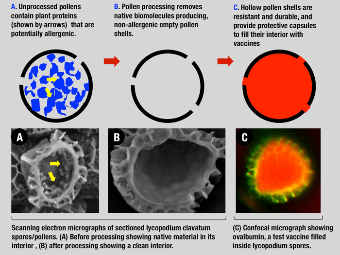 Pollen Processing