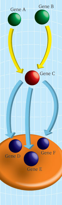 Genomic Signal Processing