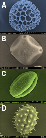 Pollen Spores