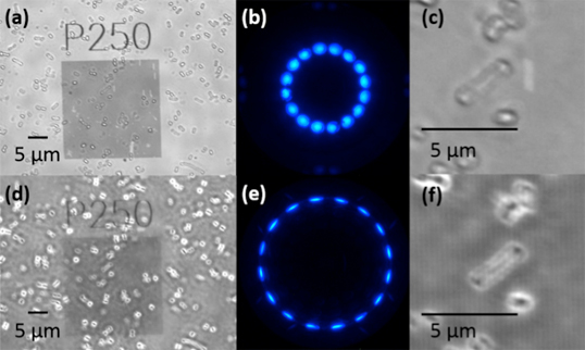 Images of E. Coli bacteria