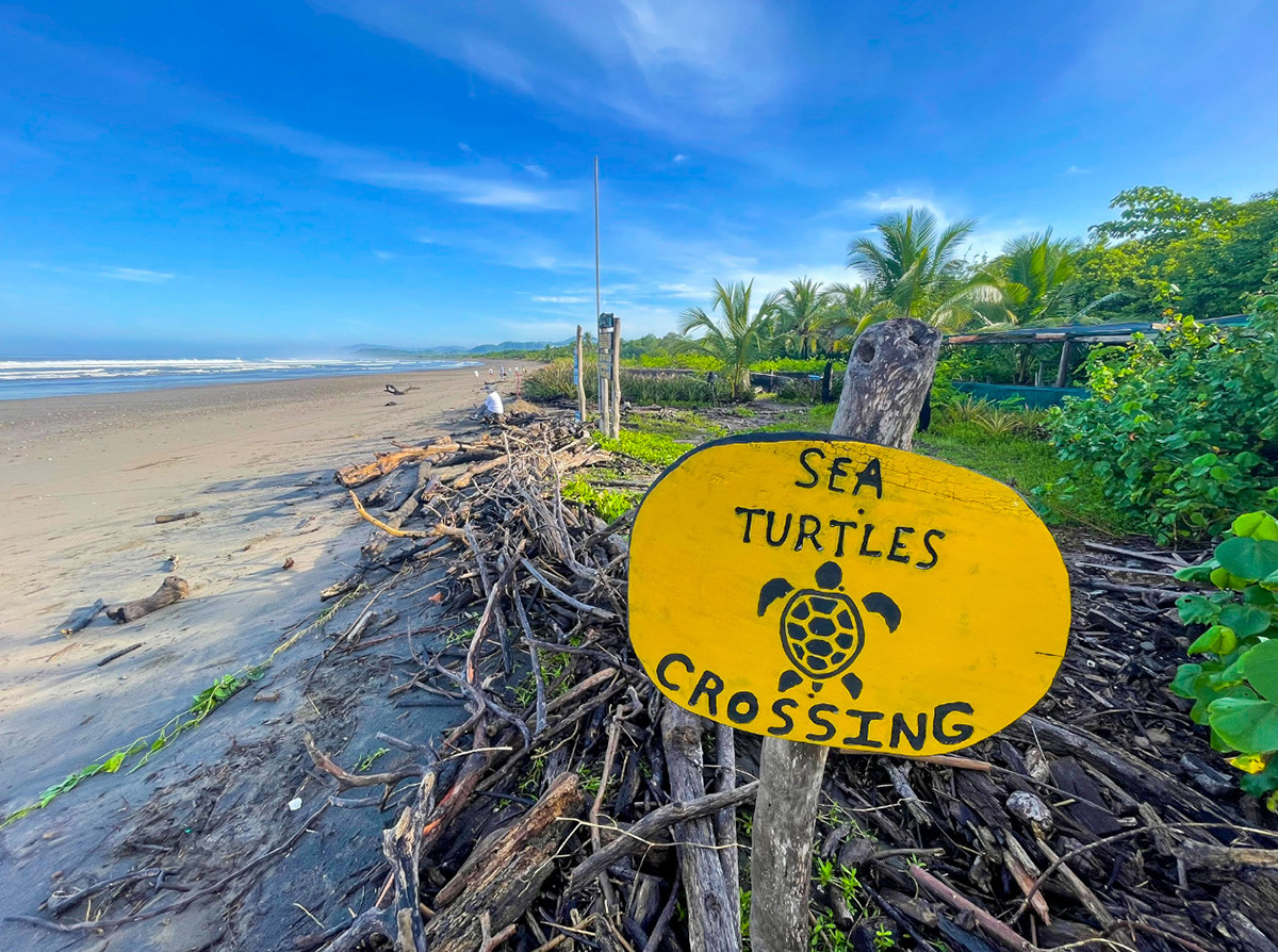 Beach sign reads Sea Turtle Crossing