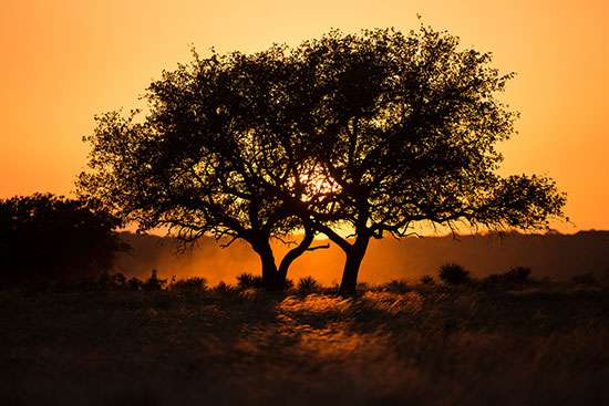 Tree sunset