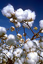Bayer CropScience Granted Exclusive License to Cotton Technology