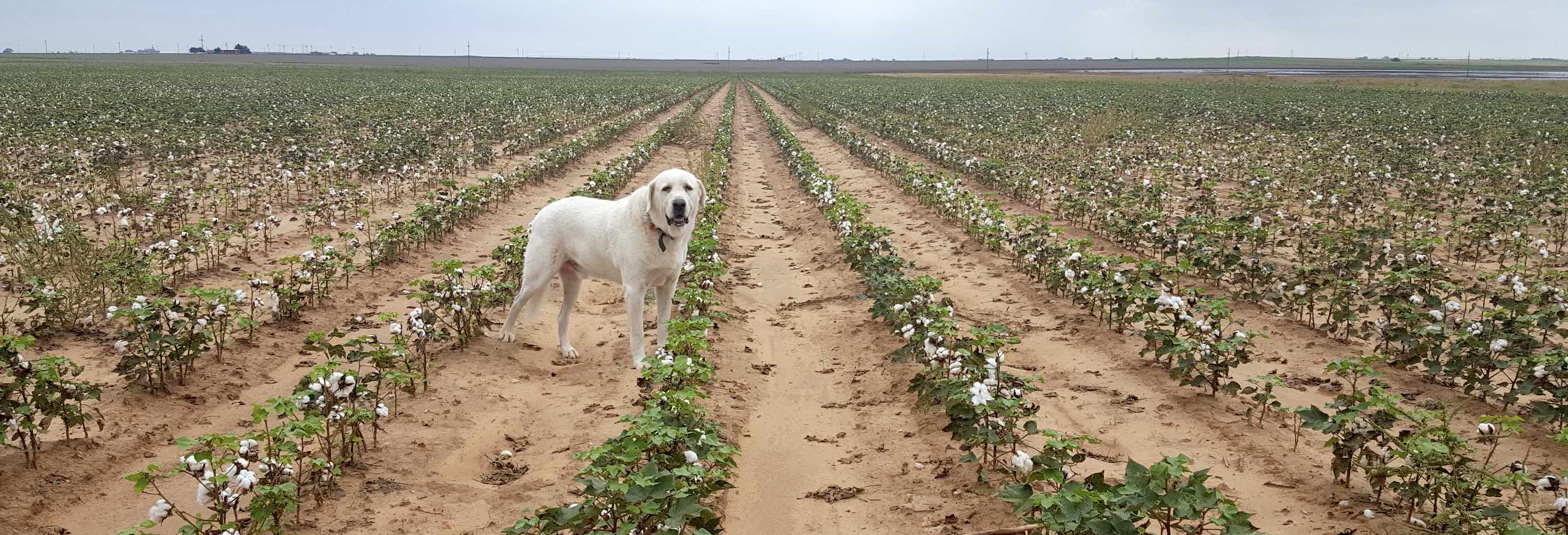 Cotton Field with dog