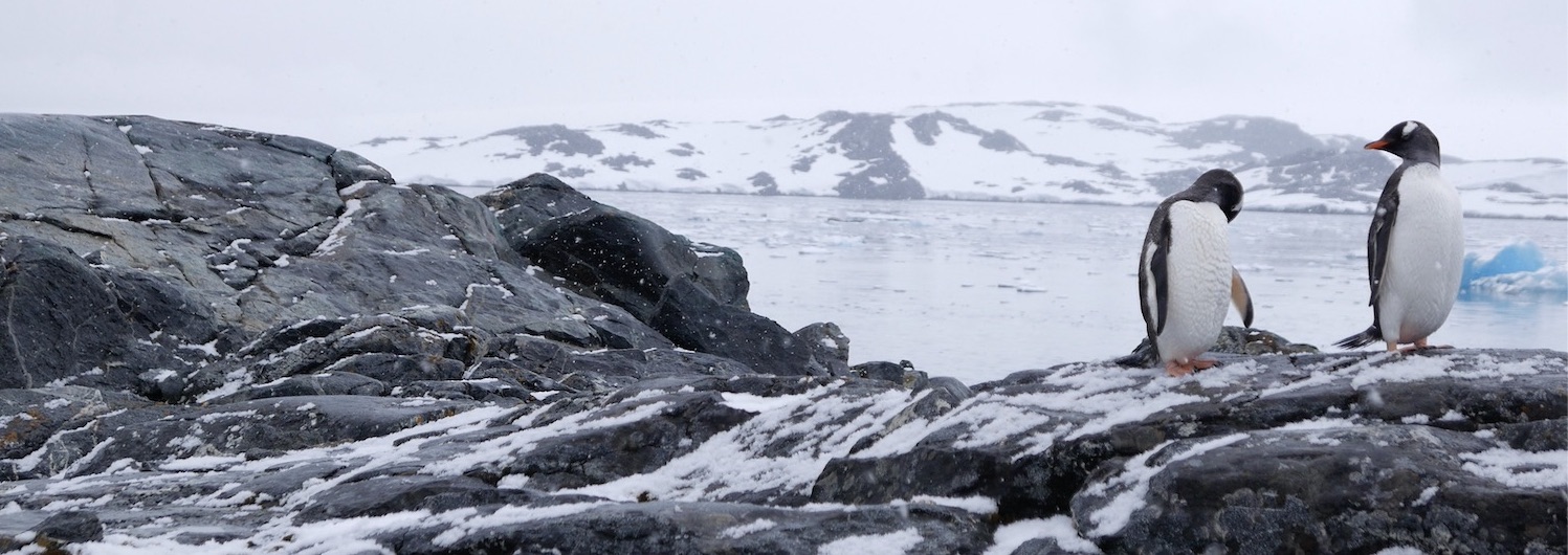 Antarctic ecosystem