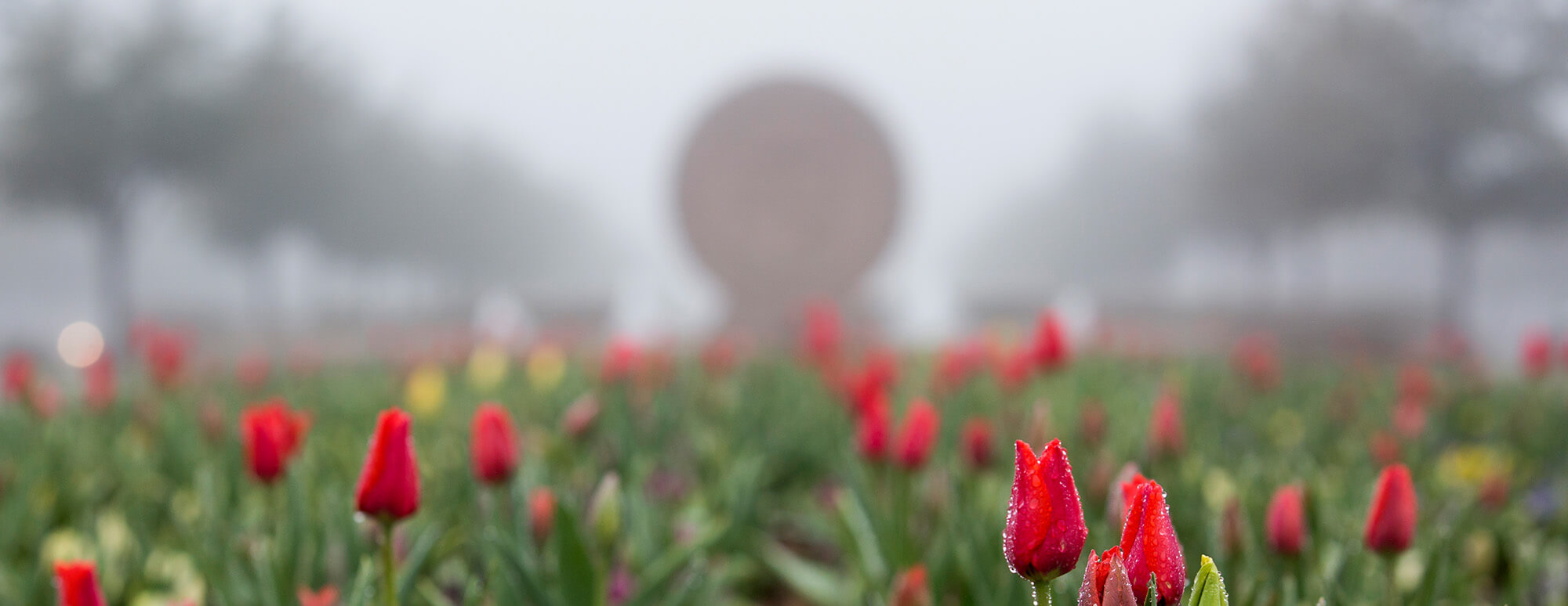 tulips on Texas Tech grounds