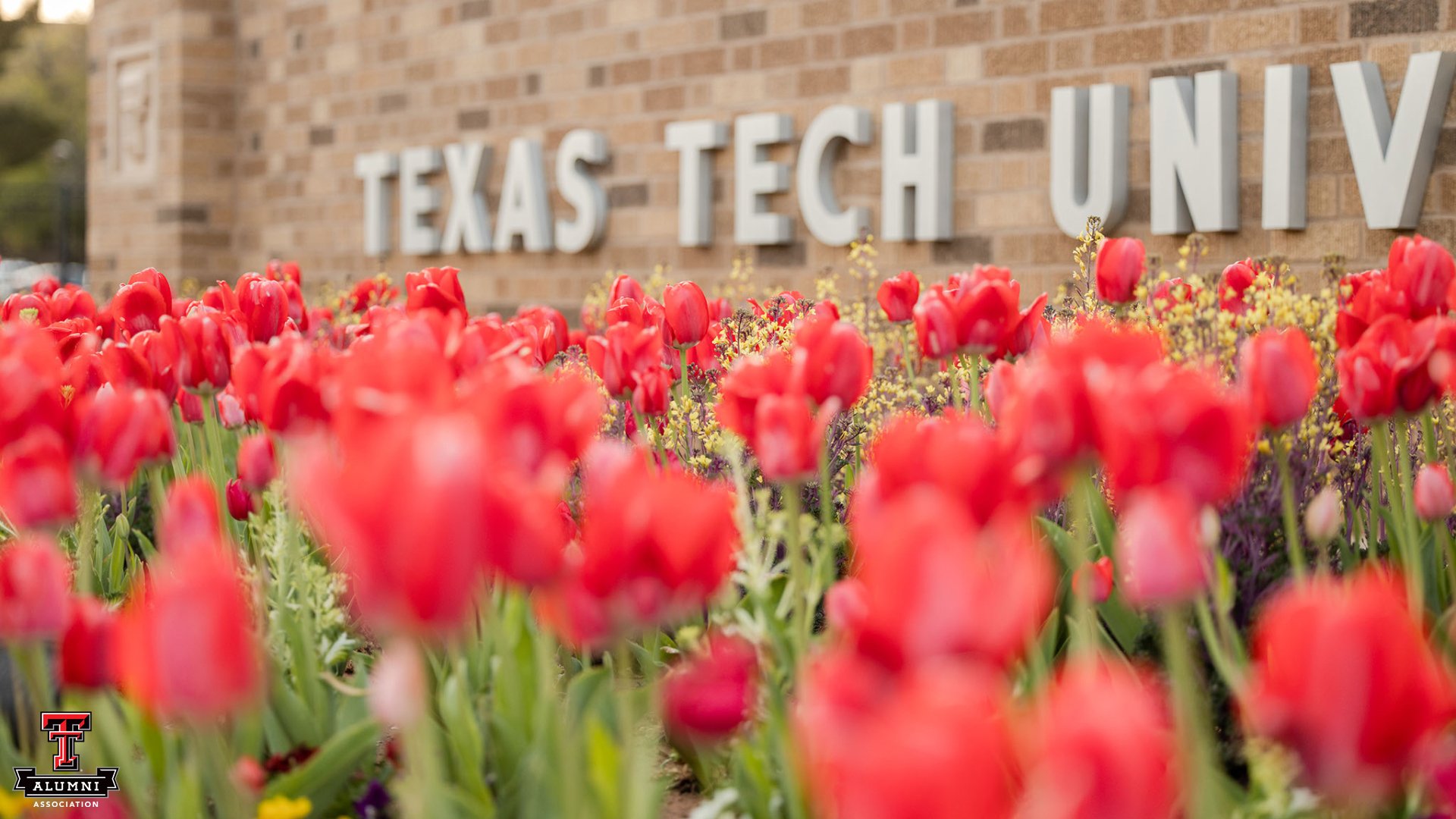 TTU Tulips Pic