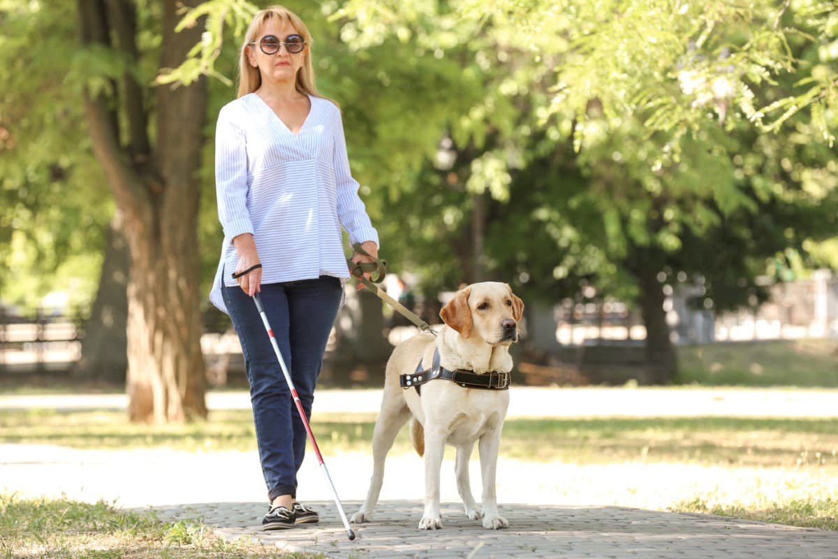 Blind woman with white cane and guide dog