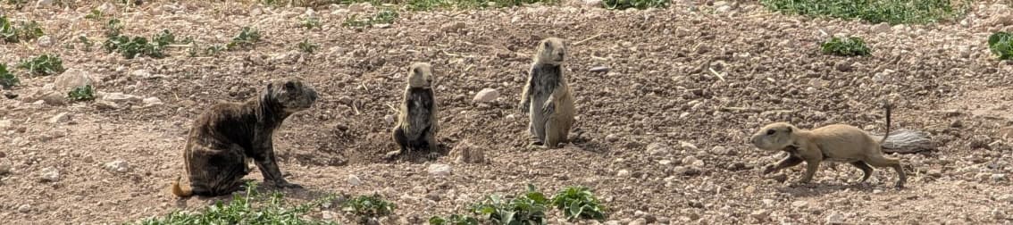 banner photo of prairie dogs