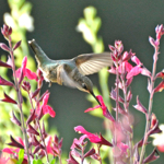 Photo of a humming bird among some flowers