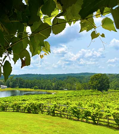 Lush, green view of the vineyard at Enoch's Stomp.