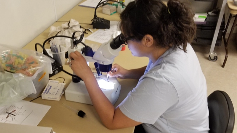 Environmental Toxicology Undergraduate Academic Overview