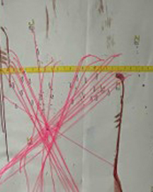 Forensic Professional Forensic Professional
