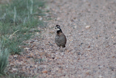 Bobwhite Quail