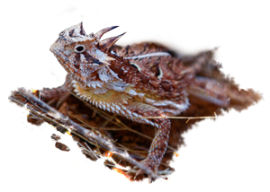 Texas Tech University Department of Environmental Toxicology, Toad