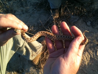 A "monster" massasauga from Andrews County, TX