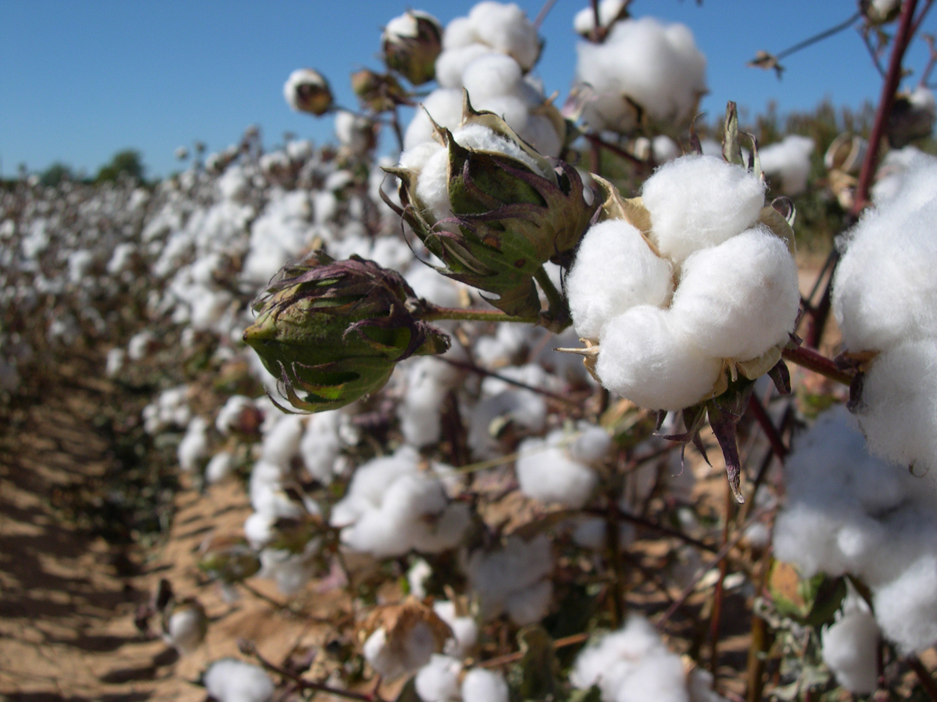 Cotton Phenomics Research Group