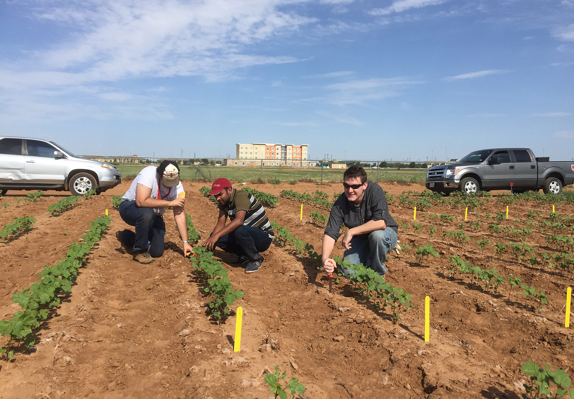 Cotton Planting