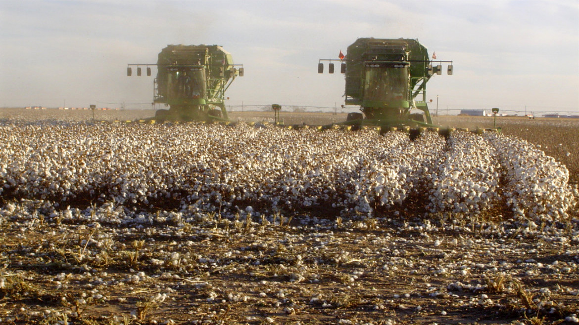 Cotton Harvest