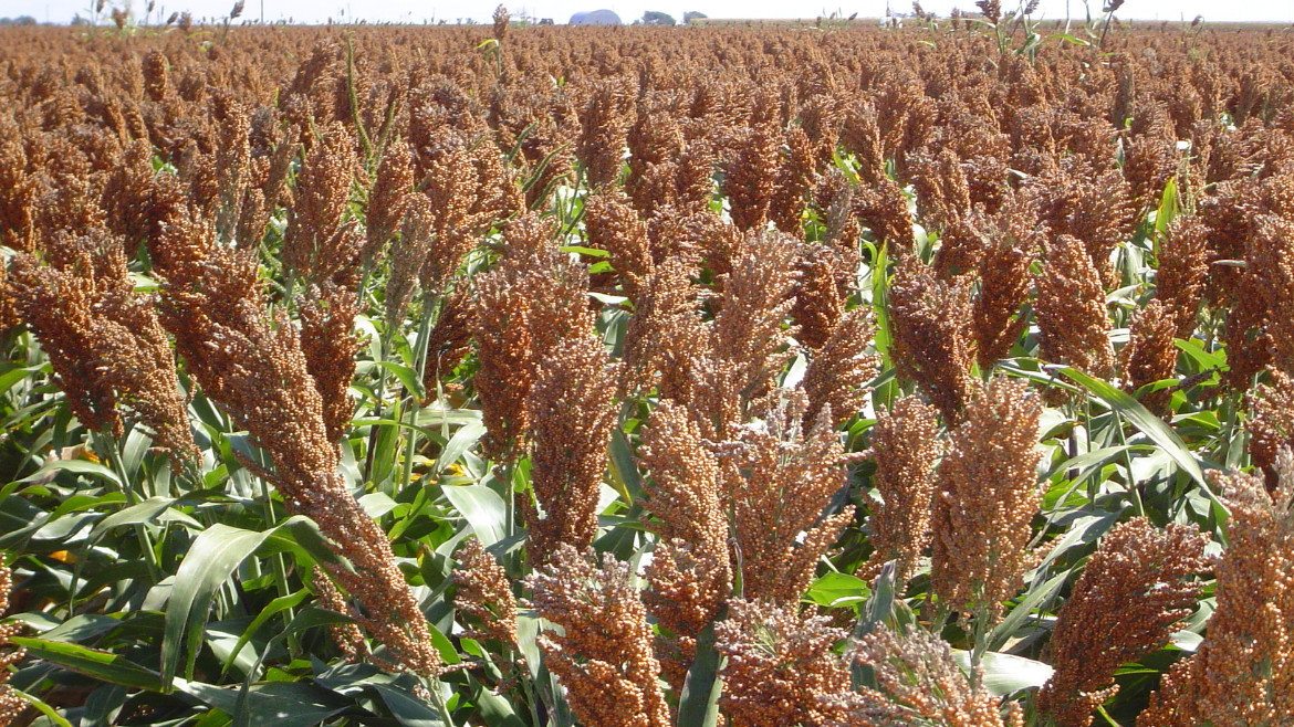 Grain Sorghum