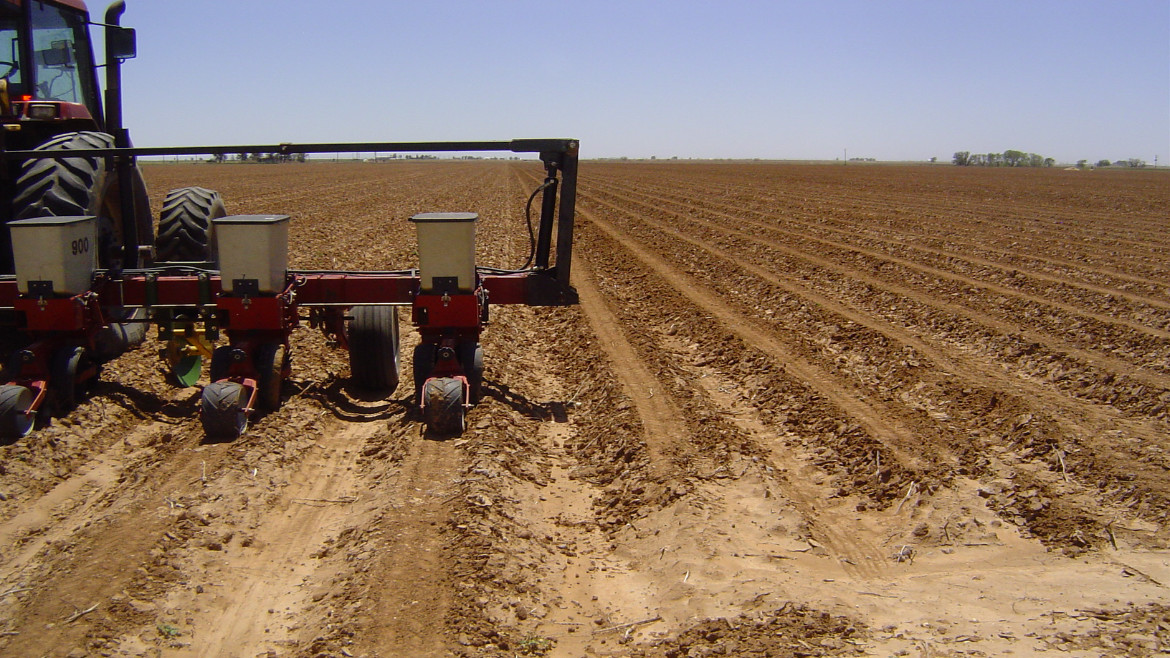 Cotton Planting