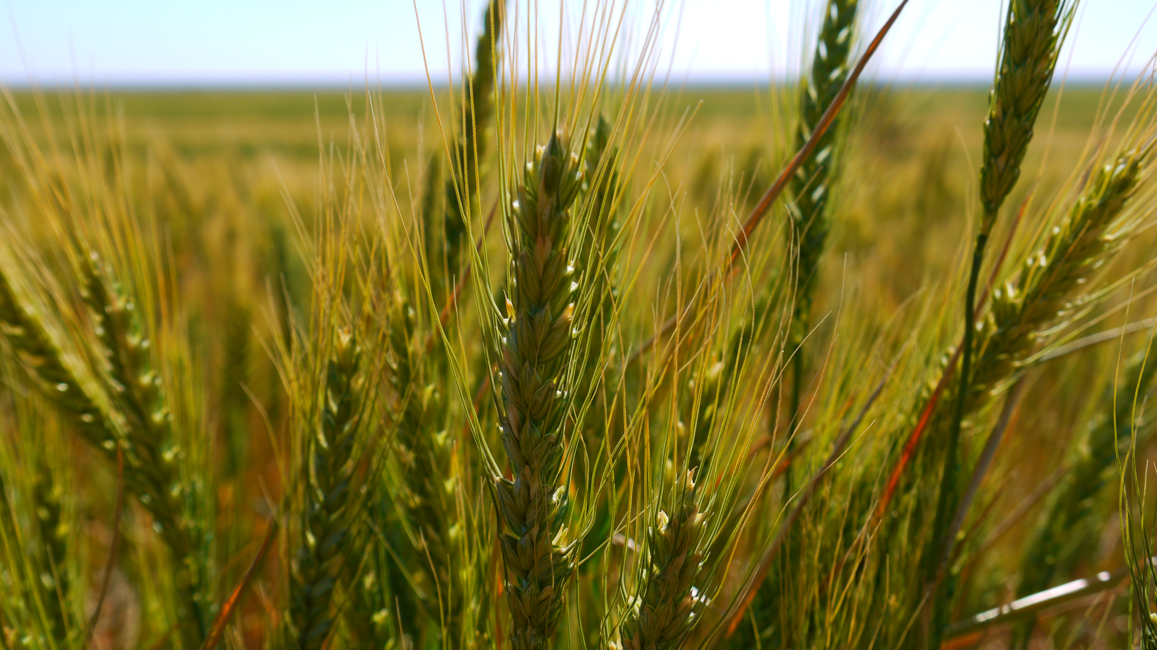 Agriculture