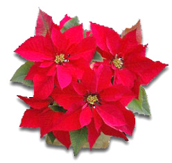 Poinsettia