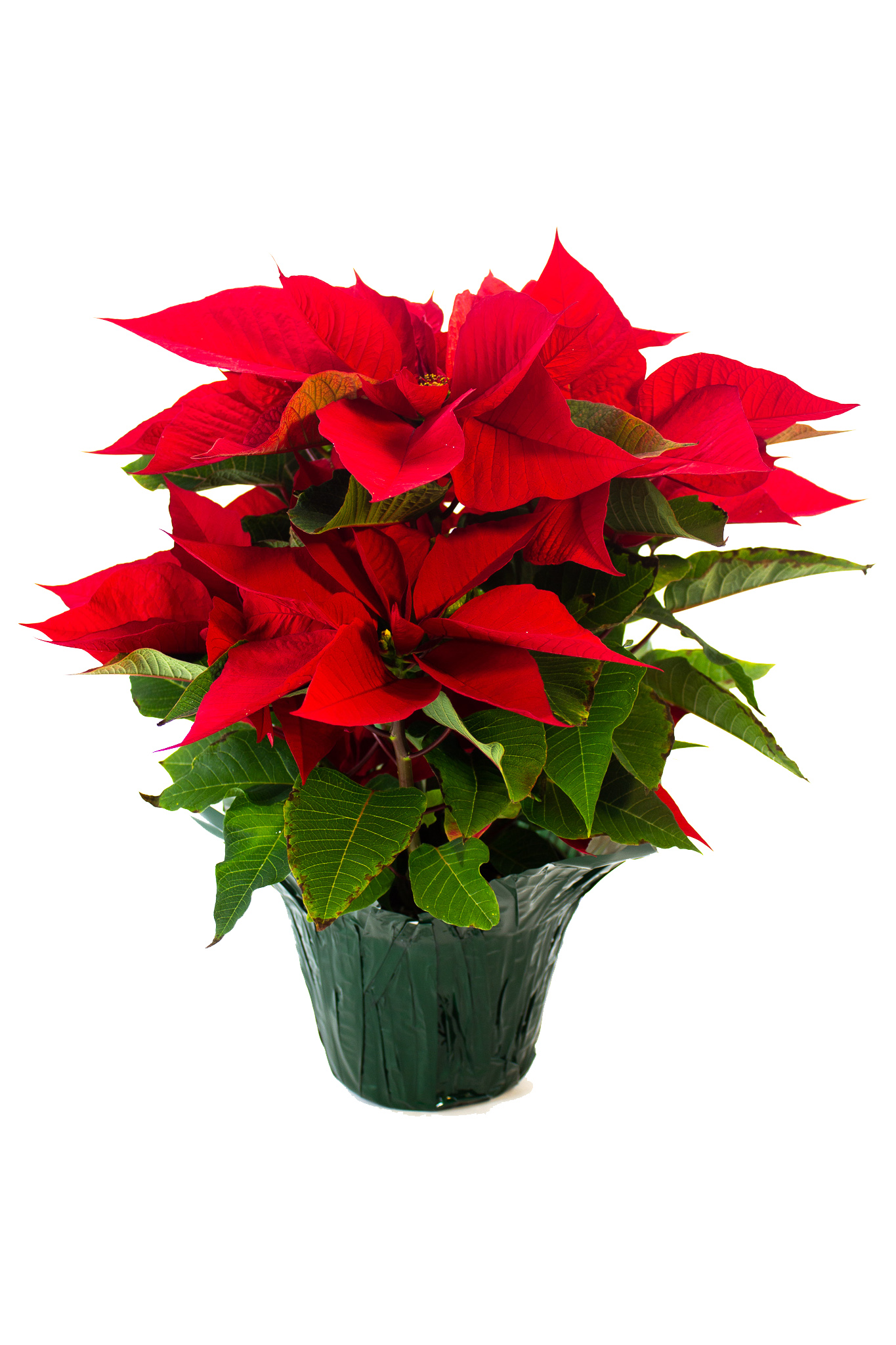 Poinsettia