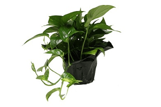 6" Pothos