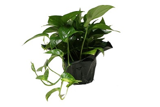 6" Pothos