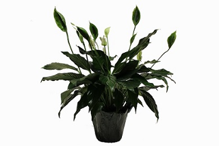6" Spath