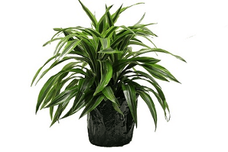 10" Dracena