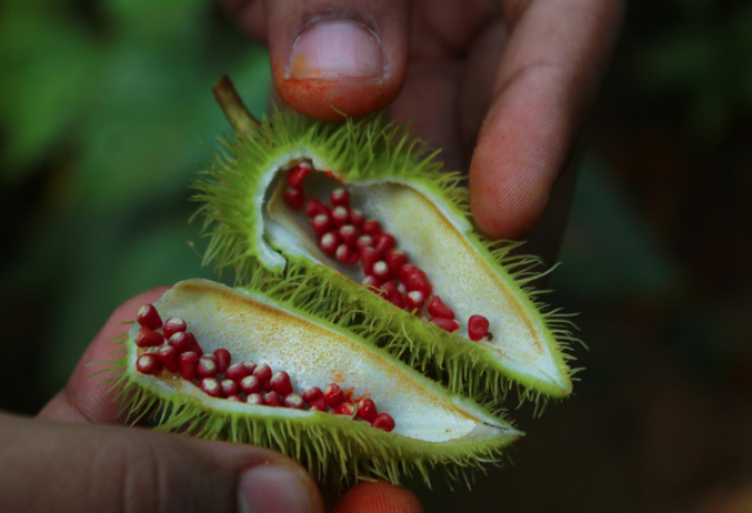 Annatto